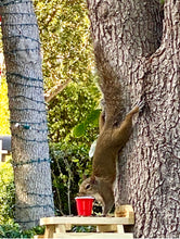 Load image into Gallery viewer, Squirrel Picnic Table Bird Chipmunk Feeder Wildlife Rustic Crafted from fence boards Outdoor Yard Decor The Squirrel Table
